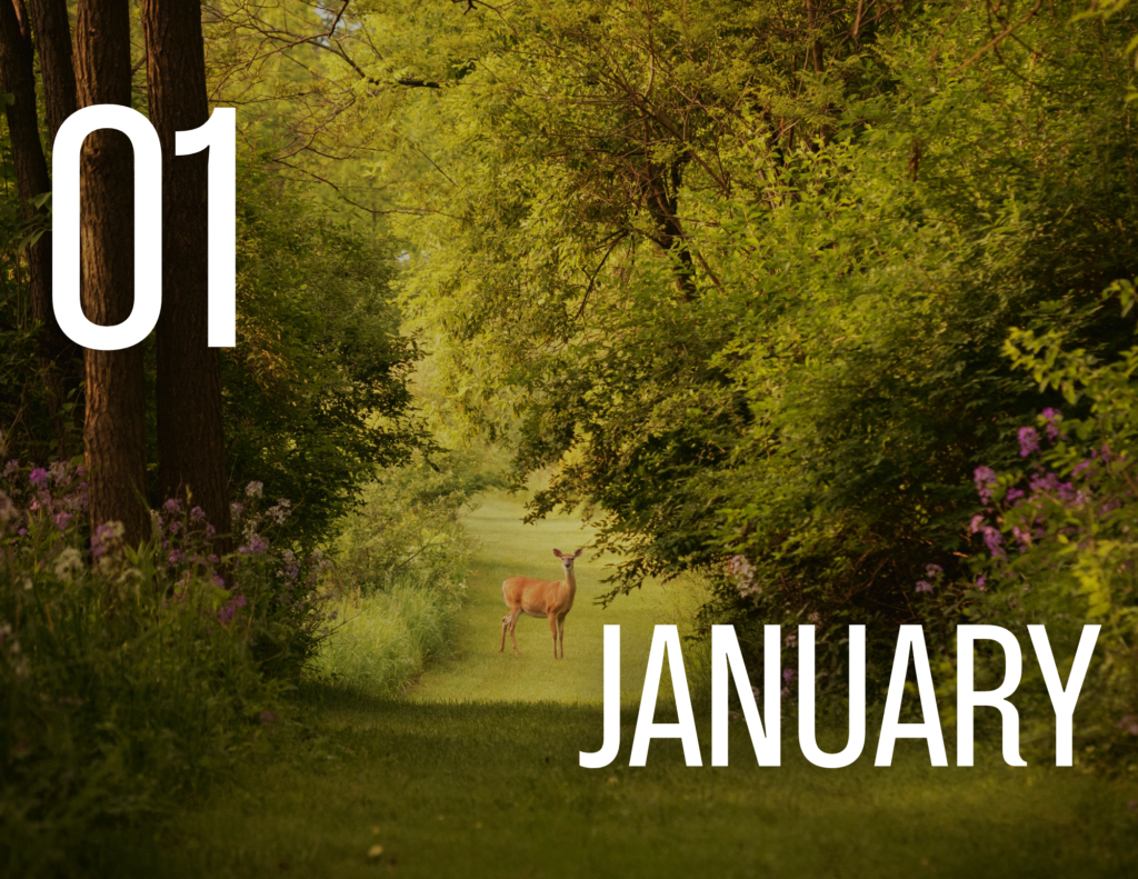 Nature calendar for January 2025